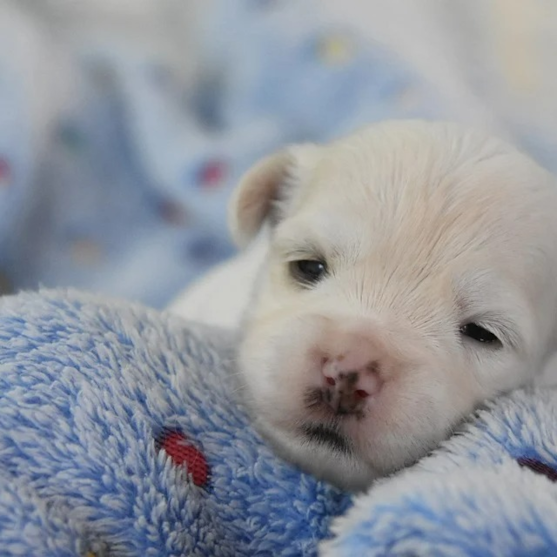 Havanese Puppy White Havanese Puppy